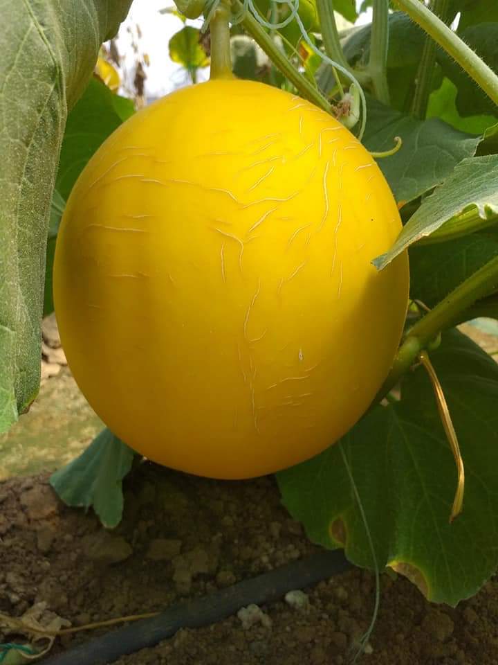 Kỹ thuật trồng dưa vàng trong nhà màng
